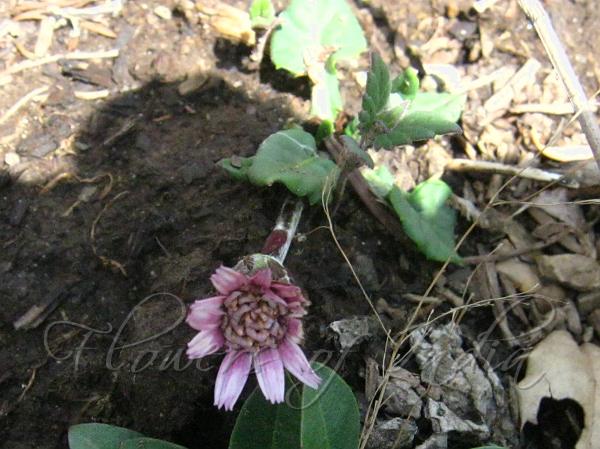 Alpine Gerbera Daisy